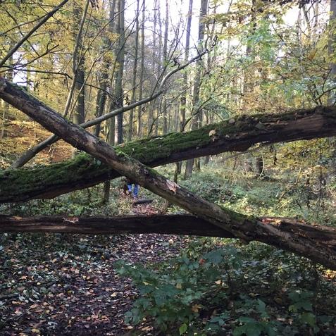 Umgestürzte Bäume blockieren einen Waldweg, umgeben von buntem Herbstlaub und dichten Büschen.