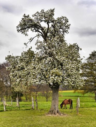 Blühender Baum mit weißen Blüten und einem braunen Pferd auf einer Wiese vor bewölktem Himmel.